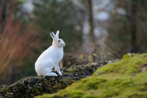 Der Alpenschneehase (Lepus timidus varronis) ist mit seiner graubraunen Färbung im Sommer und seinem rein weißen Fell im Winter ein Meister der Anpassung. Das "Chamäleon der Alpen" lebt in Höhenlagen ab 1300 Metern und ist – egal, zu welcher Jahreszeit – nur selten zu beobachten: Auf der Roten Liste der Säugetiere Deutschlands wird der Hase als "extrem selten" geführt. Mit seiner Ernennung zum "Wildtier des Jahres 2025" möchte die Deutsche Wildtier Stiftung auf eine ebenso faszinierende wie bedrohte Tierart aufmerksam machen.
