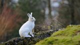 Der Alpenschneehase (Lepus timidus varronis) ist mit seiner graubraunen Färbung im Sommer und seinem rein weißen Fell im Winter ein Meister der Anpassung. Das "Chamäleon der Alpen" lebt in Höhenlagen ab 1300 Metern und ist – egal, zu welcher Jahreszeit – nur selten zu beobachten: Auf der Roten Liste der Säugetiere Deutschlands wird der Hase als "extrem selten" geführt. Mit seiner Ernennung zum "Wildtier des Jahres 2025" möchte die Deutsche Wildtier Stiftung auf eine ebenso faszinierende wie bedrohte Tierart aufmerksam machen.