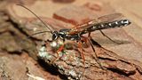 Schlupfwespen nutzen die Larven anderer Insekten als lebenden Nahrungsvorrat für ihren eigenen Nachwuchs. Mit ihrem schlanken Legebohrer legt das Weibchen der Holzwespen-Schlupfwespe (Rhyssa persuasoria) je ein Ei auf eine tief im Holz verborgene Holzwespen-Larve ab. Schlecht für die Holzwespe, aber gut für die Holzwirtschaft. Denn Holzwespen gelten als Forstschädlinge.