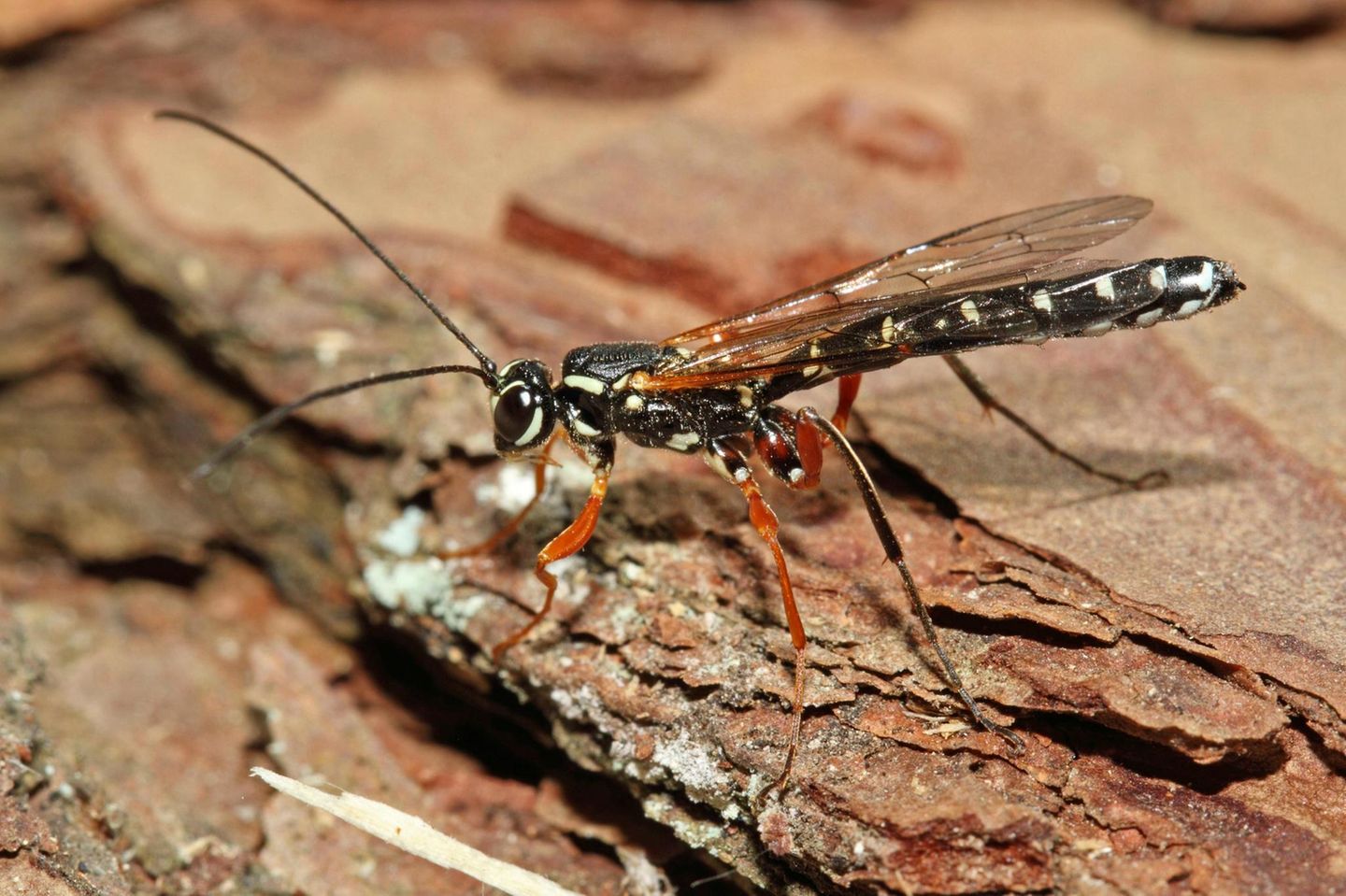 Schlupfwespen nutzen die Larven anderer Insekten als lebenden Nahrungsvorrat für ihren eigenen Nachwuchs. Mit ihrem schlanken Legebohrer legt das Weibchen der Holzwespen-Schlupfwespe (Rhyssa persuasoria) je ein Ei auf eine tief im Holz verborgene Holzwespen-Larve ab. Schlecht für die Holzwespe, aber gut für die Holzwirtschaft. Denn Holzwespen gelten als Forstschädlinge.