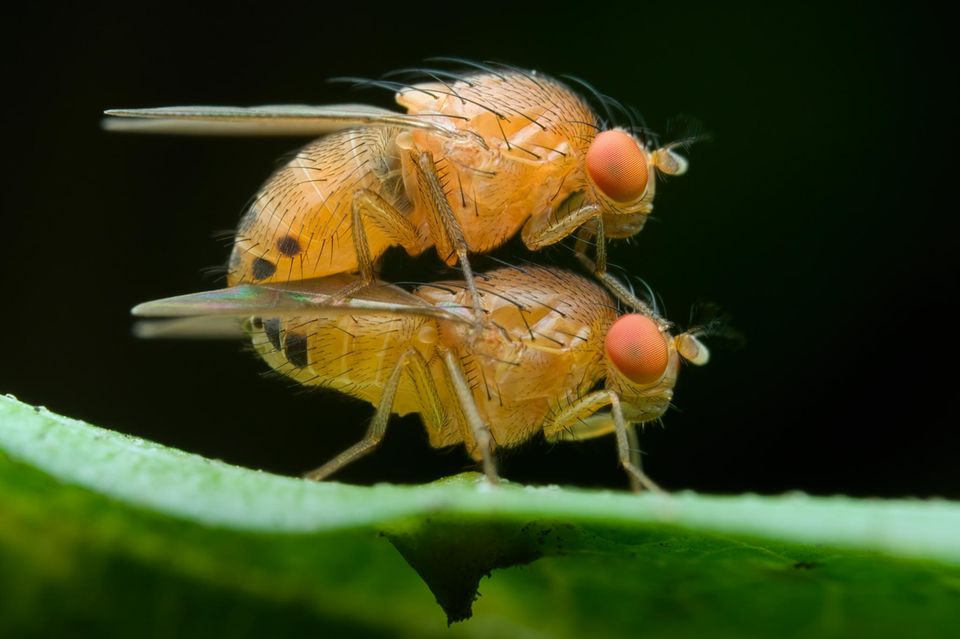 Fruchtfliegen bei der Kopulation auf einem Blatt 1.3307