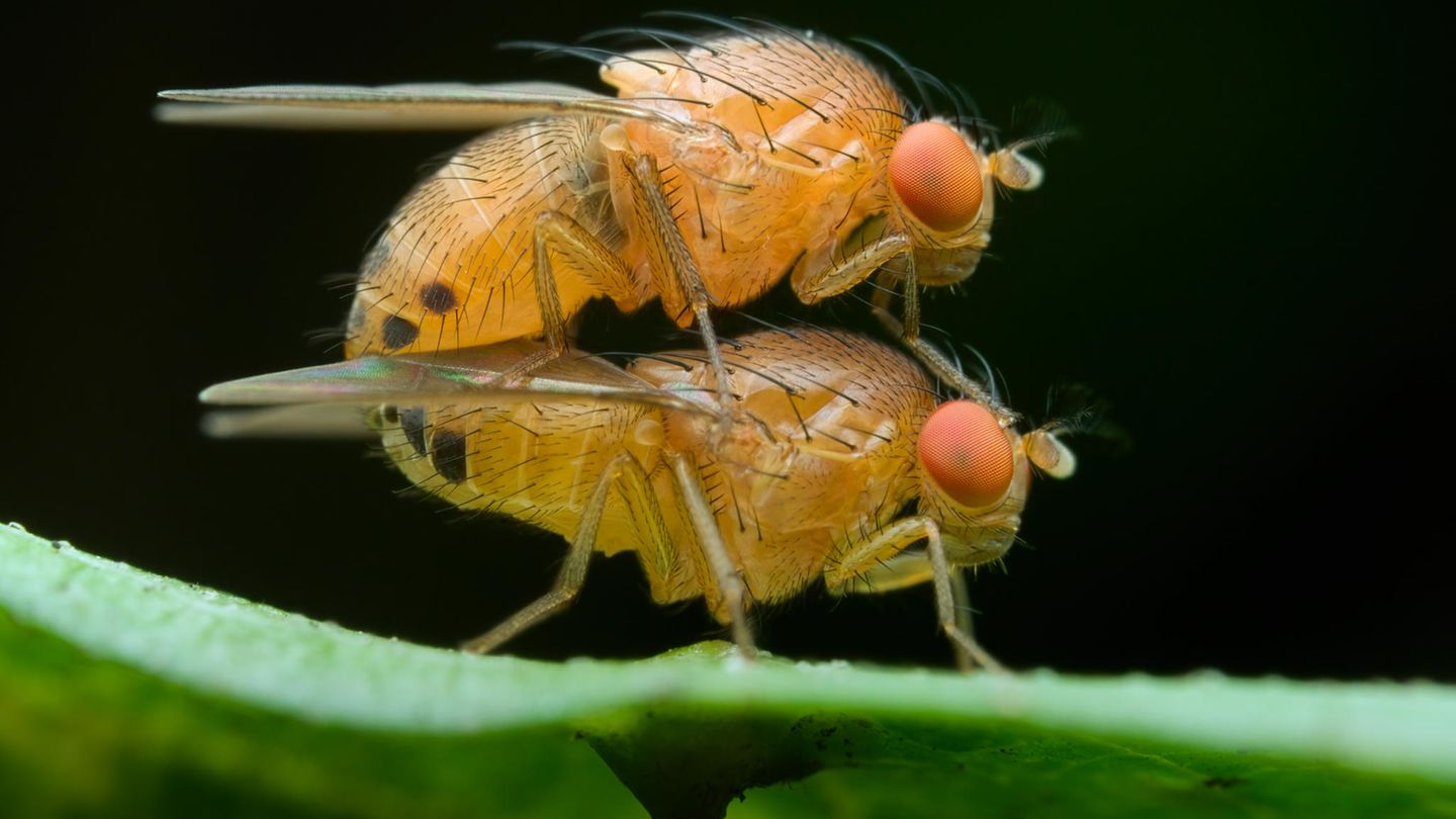 Schädlingsbekämpfung: Tödliches Sperma: Genveränderte Fliegenmännchen vergiften Weibchen beim Sex