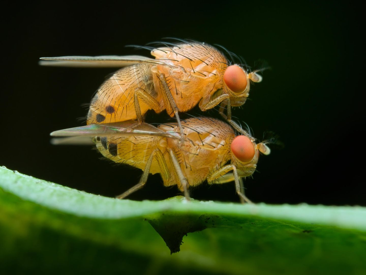 Fruchtfliegen bei der Kopulation auf einem Blatt