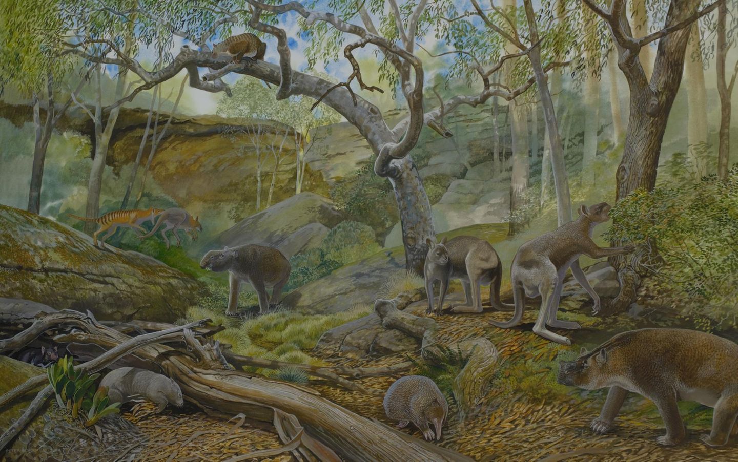Illustration Flora Fauna Australien vor 12.000 Jahren