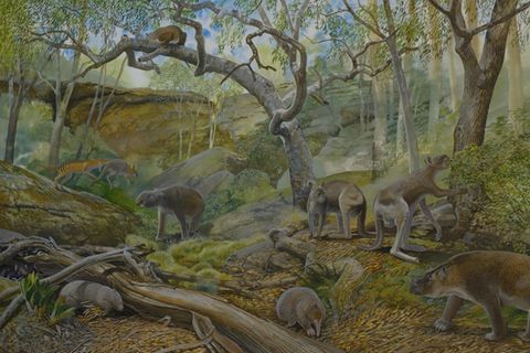 Illustration Flora Fauna Australien vor 12.000 Jahren