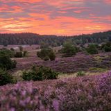 So beschrieb der dänische Schriftsteller Jens Immanuel Baggesen Ende des 18. Jahrhunderts seine Wanderung durch die Lüneburger Heide. Steht die Besenheide im Spätsommer in voller Blüte, wirkt die Landschaft südlich von Hamburg ewig gleich. Das beständige Landschaftsbild scheint umso mehr ein Segen zu sein, je länger man darin verweilt: "Je weiter ich vorwärts in meiner Wüste kam, desto angenehmer und interessanter ward sie mir", so Baggesen.
