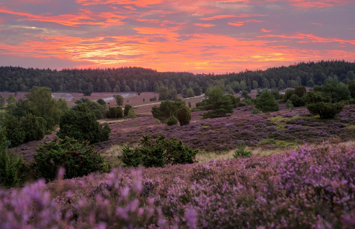 So beschrieb der dänische Schriftsteller Jens Immanuel Baggesen Ende des 18. Jahrhunderts seine Wanderung durch die Lüneburger Heide. Steht die Besenheide im Spätsommer in voller Blüte, wirkt die Landschaft südlich von Hamburg ewig gleich. Das beständige Landschaftsbild scheint umso mehr ein Segen zu sein, je länger man darin verweilt: "Je weiter ich vorwärts in meiner Wüste kam, desto angenehmer und interessanter ward sie mir", so Baggesen.