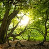Den Reinhardswald in Nordhessen bezeichnete der Schweizer Autor Bernd Steiner als "Schatzhaus der europäischen Wälder". 1907 entstand hier auf Initiative des Malers Theodor Rocholl das erste hessische Naturschutzgebiet, das Malerreservat. Mehr als 2000 Hektar bilden heute dessen Kernzone, in der ein neuer Urwald entstehen soll. Doch der Reinhardswald beherbergt nicht nur so manchen alten, bizarr wachsenden Baum. Auch das Schloss Sababurg befindet sich inmitten des 20.000 Hektar großen Waldgebiets – es diente den Brüdern Grimm als Inspiration für das Dornröschenschloss. 