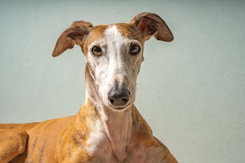 Greyhound Portrait