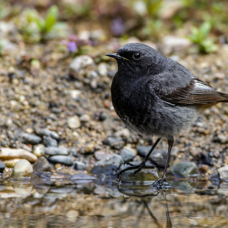 Hausrotschwanz (Phoenicurus ochruros) Männchen