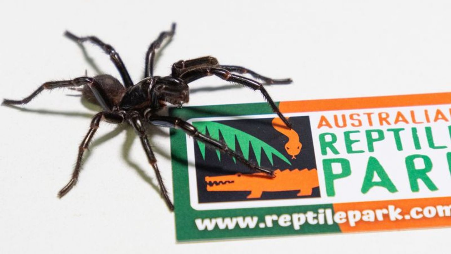 Sydney-Trichternetzspinne: Australien: Giftigste Spinne der Welt besteht aus drei Arten