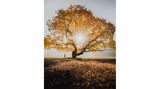 Ein Baum mit Herbstlaub im Sonnenlicht