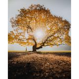 Ein Baum mit Herbstlaub im Sonnenlicht