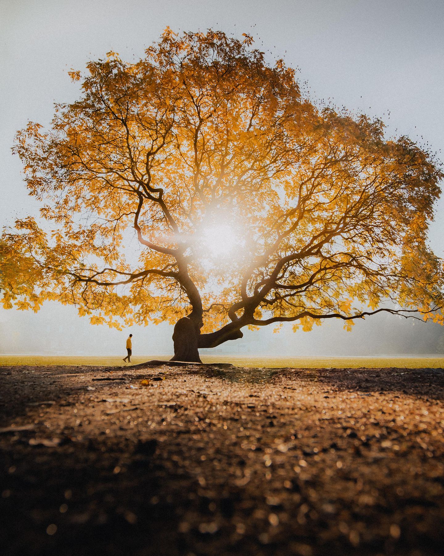 Ein Baum mit Herbstlaub im Sonnenlicht
