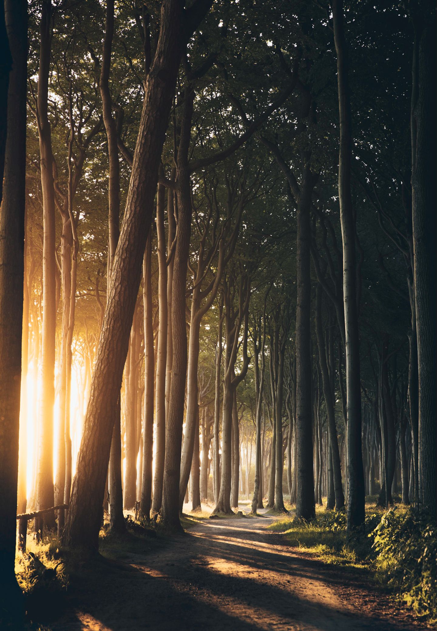 Gespensterwald in Nienhagen bei Sonnenaufgang