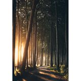 Gespensterwald in Nienhagen bei Sonnenaufgang