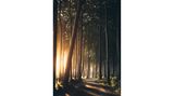 Gespensterwald in Nienhagen bei Sonnenaufgang
