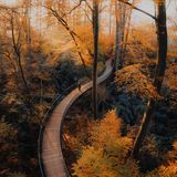 Holzsteg führt durch herbstlichen Buchenwald