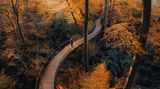 Holzsteg führt durch herbstlichen Buchenwald