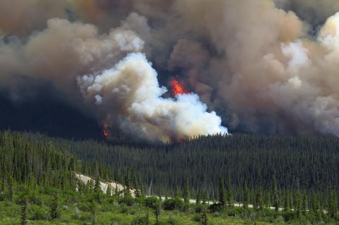 Rocky Mountains, Kanada: Im Sommer 2014 brennt der Wald im Banff-Nationalpark. Die Wirkungen solcher Brände auf das Klima sind jahrzehntelang nachweisbar