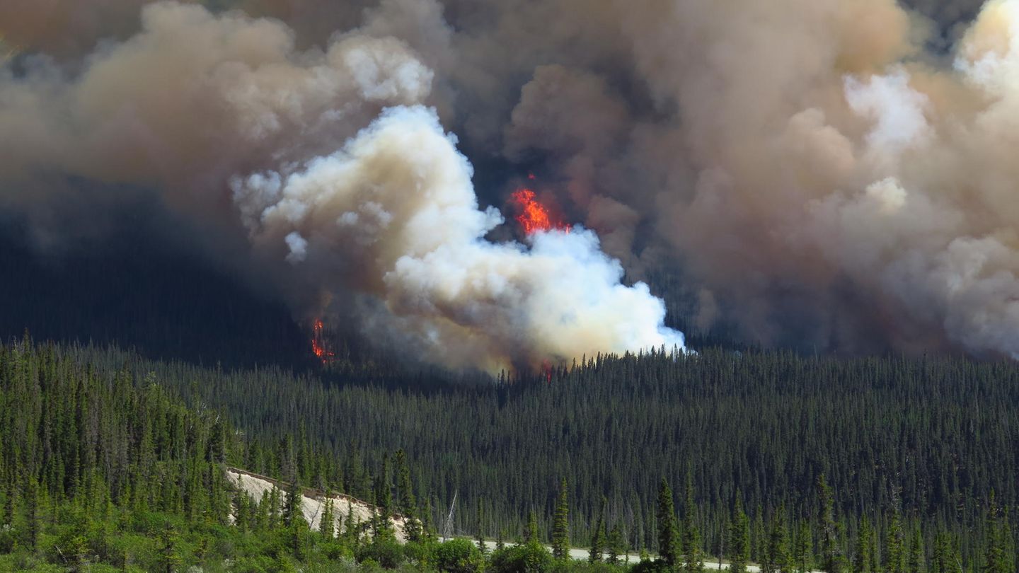 Unerwarteter Effekt: Waldbrände lassen Bodentemperaturen für Jahrzehnte steigen