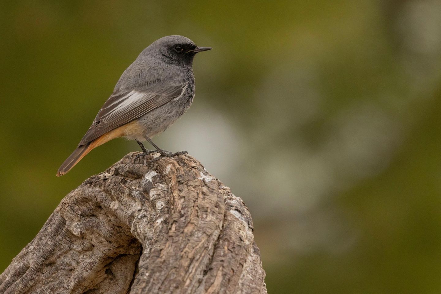 Vogel des Jahres: Hausrotschwanz Der Hausrotschwanz (Phoenicurus ochruros) nistet gern in Hausnischen oder unter Giebeln – findet aber an neu gebauten oder sanierten Häusern immer weniger Brutplätze. Auch der Rückgang der Insekten macht ihm zu schaffen, denn diese stehen neben Beeren auf seinem Speiseplan. Den Winter verbringt der Hausrotschwanz meist in Nordafrika oder im Nahen Osten. Einige Tiere überwintern aber auch hierzulande.