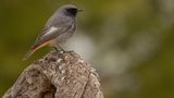 Der Hausrotschwanz (Phoenicurus ochruros) nistet gern in Hausnischen oder unter Giebeln – findet aber an neu gebauten oder sanierten Häusern immer weniger Brutplätze. Auch der Rückgang der Insekten macht ihm zu schaffen, denn diese stehen neben Beeren auf seinem Speiseplan. Den Winter verbringt der Hausrotschwanz meist in Nordafrika oder im Nahen Osten. Einige Tiere überwintern aber auch hierzulande.