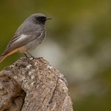 Der Hausrotschwanz (Phoenicurus ochruros) nistet gern in Hausnischen oder unter Giebeln – findet aber an neu gebauten oder sanierten Häusern immer weniger Brutplätze. Auch der Rückgang der Insekten macht ihm zu schaffen, denn diese stehen neben Beeren auf seinem Speiseplan. Den Winter verbringt der Hausrotschwanz meist in Nordafrika oder im Nahen Osten. Einige Tiere überwintern aber auch hierzulande.