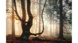 Buche im Oberpfälzer Wald