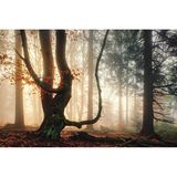 Buche im Oberpfälzer Wald