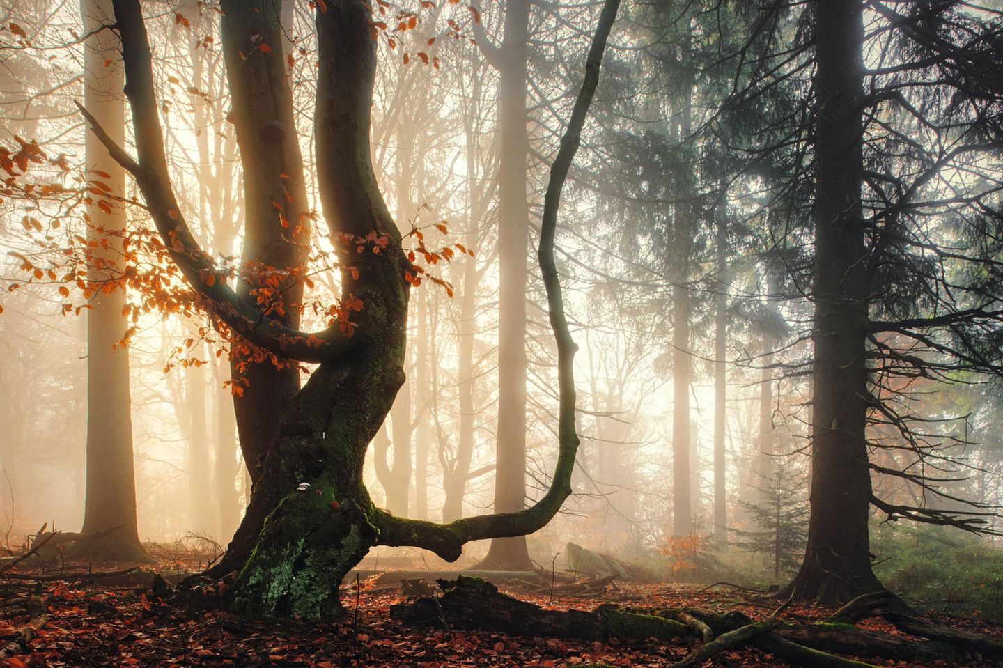 Buche im Oberpfälzer Wald