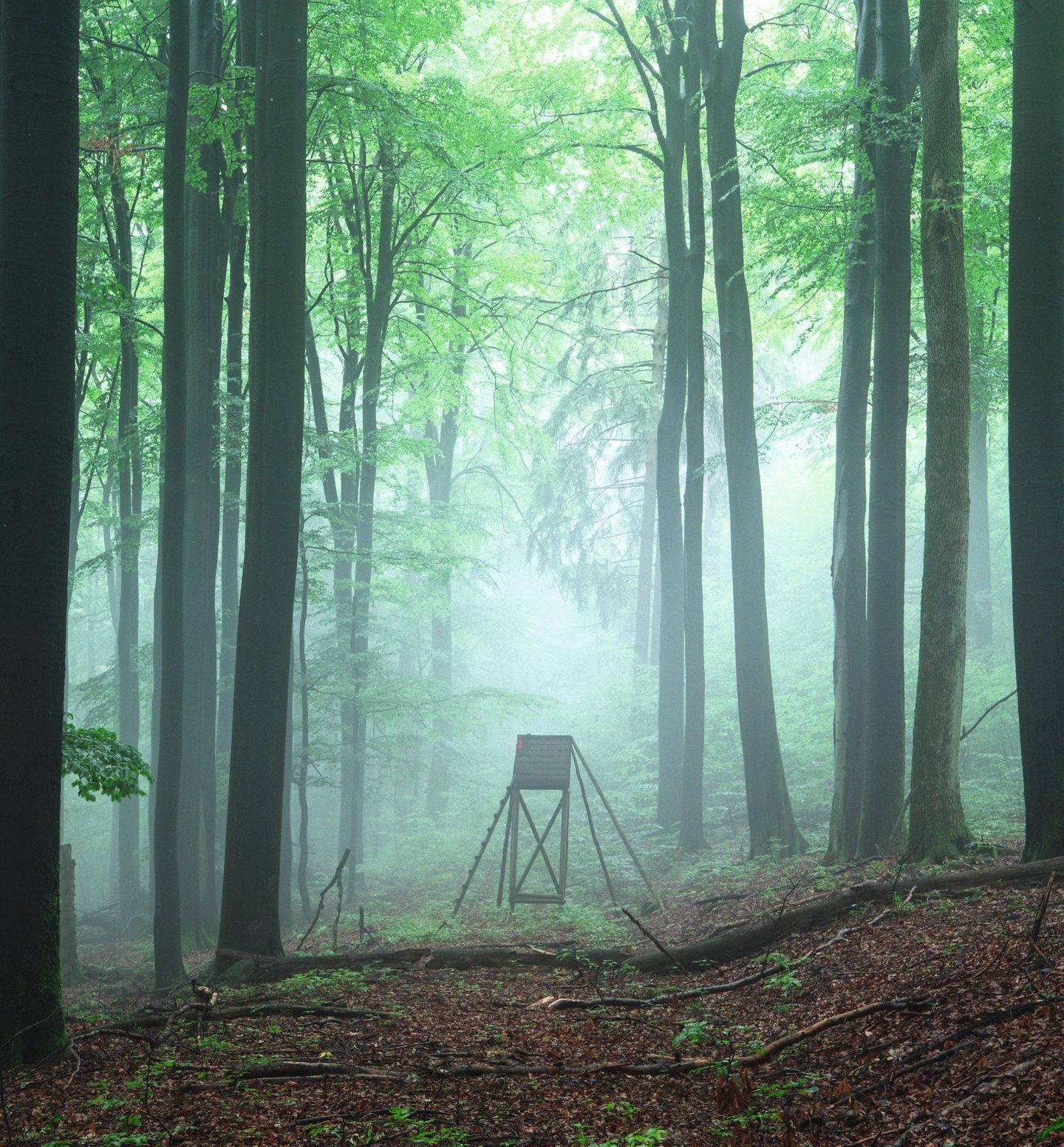Hochsitz zwischen mächtigen Laubbäumen