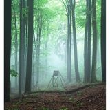 Hochsitz zwischen mächtigen Laubbäumen