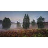 Landschaft Lüneburger Heide mit Heidelandschaft im Vordergrund, Bäumen und leichtem Nebel