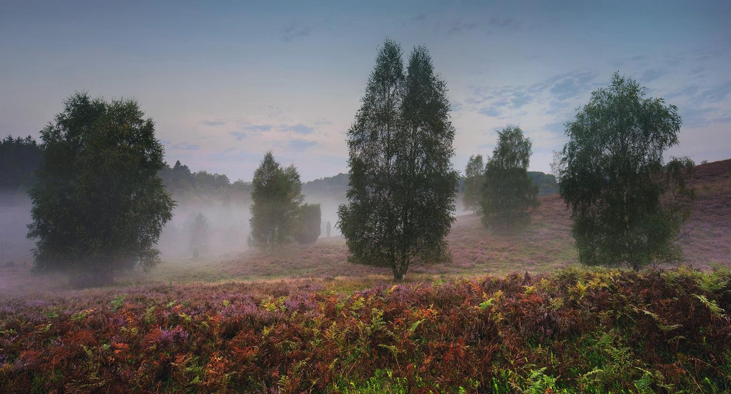 Landschaft Lüneburger Heide mit Heidelandschaft im Vordergrund, Bäumen und leichtem Nebel