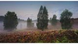 Landschaft Lüneburger Heide mit Heidelandschaft im Vordergrund, Bäumen und leichtem Nebel