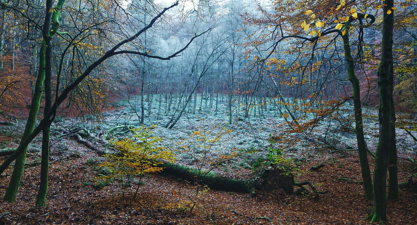 Winterliches Kesselmoor im Müritz-Nationalpark