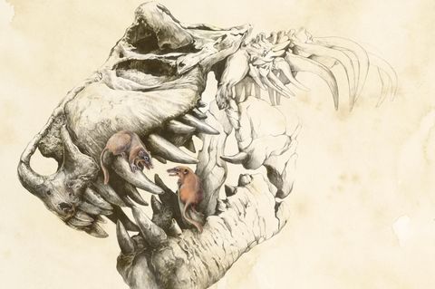 Schädel eines Dinosauriers