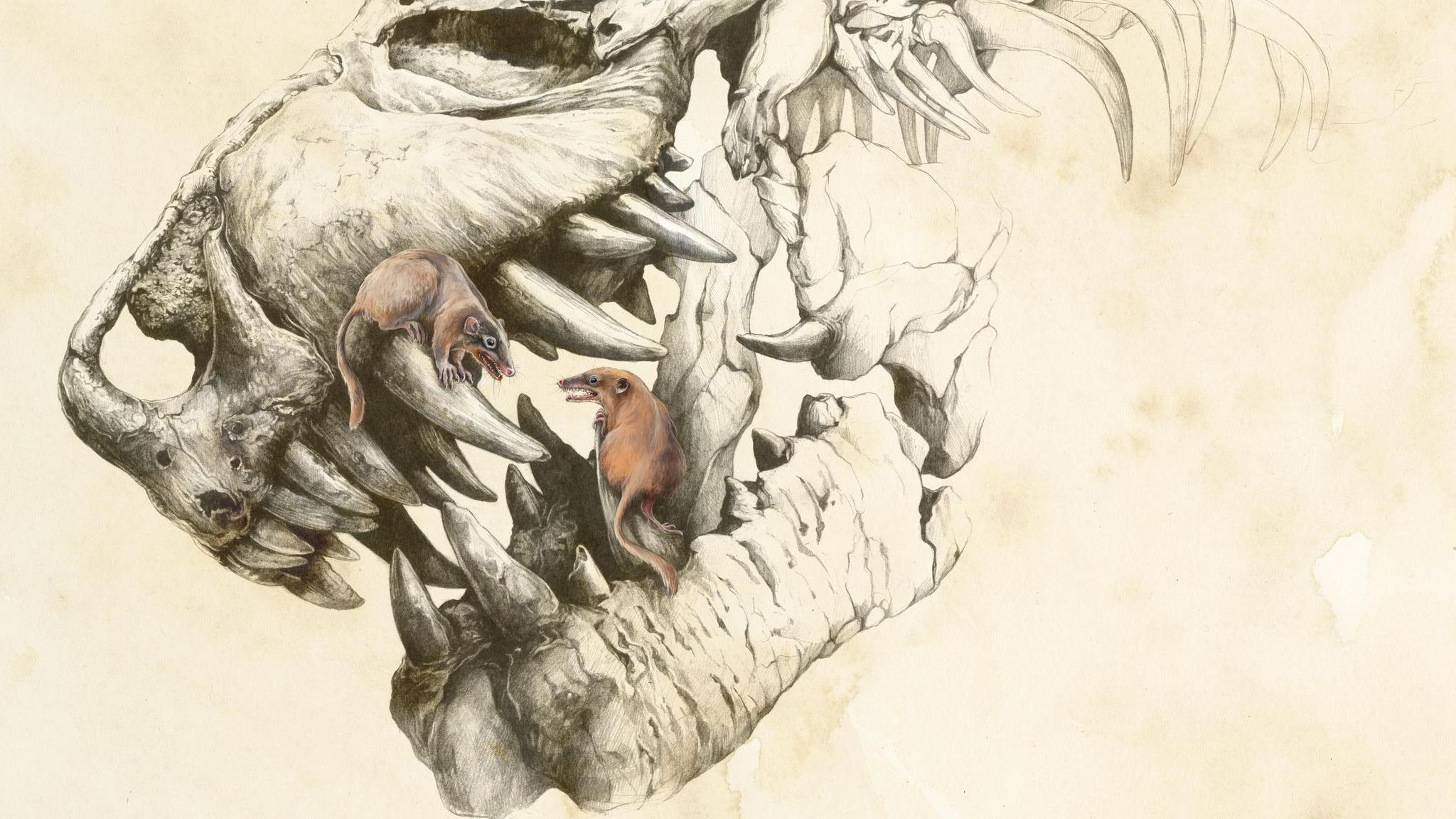 Schädel eines Dinosauriers