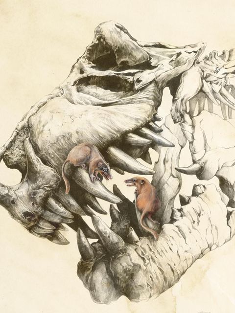 Schädel eines Dinosauriers