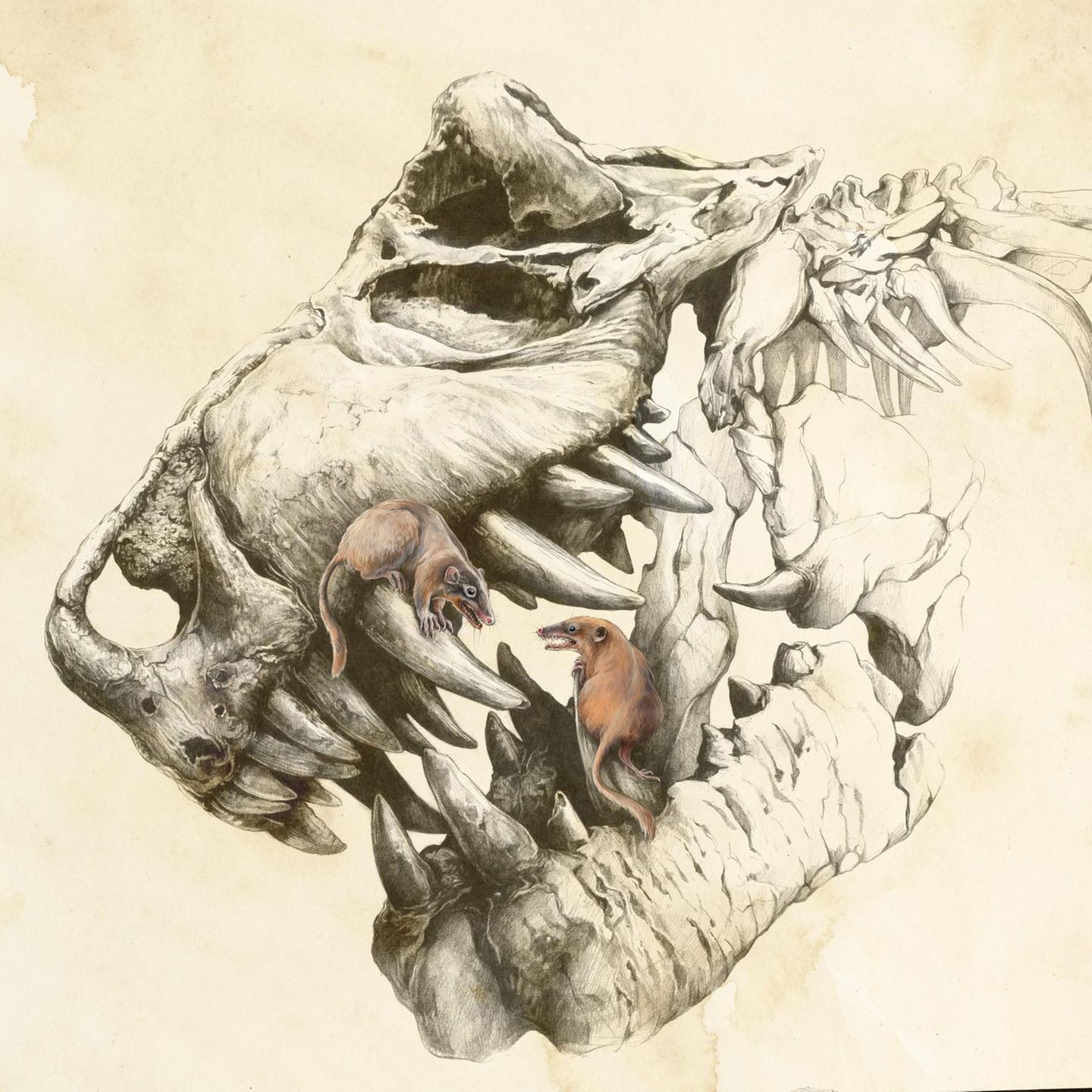 Schädel eines Dinosauriers