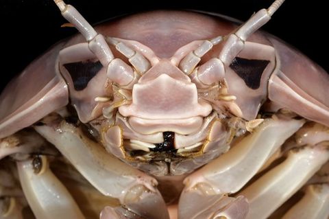 Die neu entdeckte Asselart heißt Bathynomus vaderi – nach dem Star-Wars-Bösewicht Darth Vader