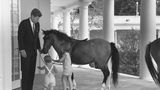 John F. Kennedy und seine Kinder mit einem Pferd am Weißen Haus