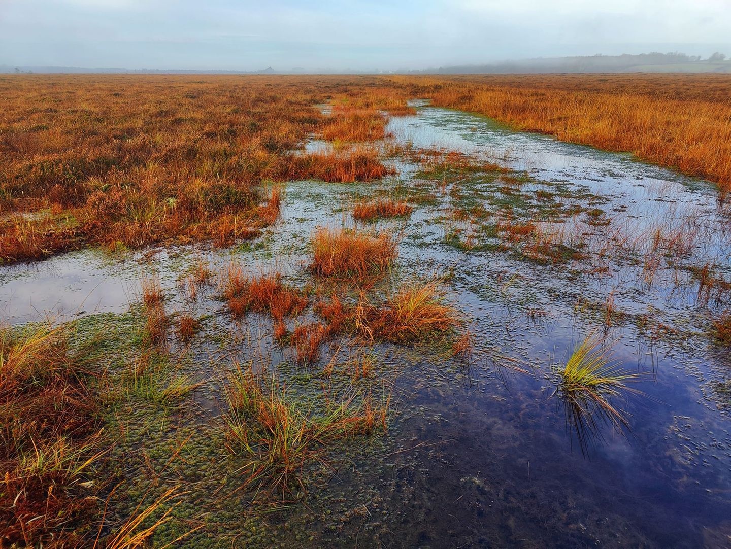 Im Clara Bog in Irland Ein Blick auf die Oberfläche des Moores mit sumpfigen Wiesen und weitem Horizont