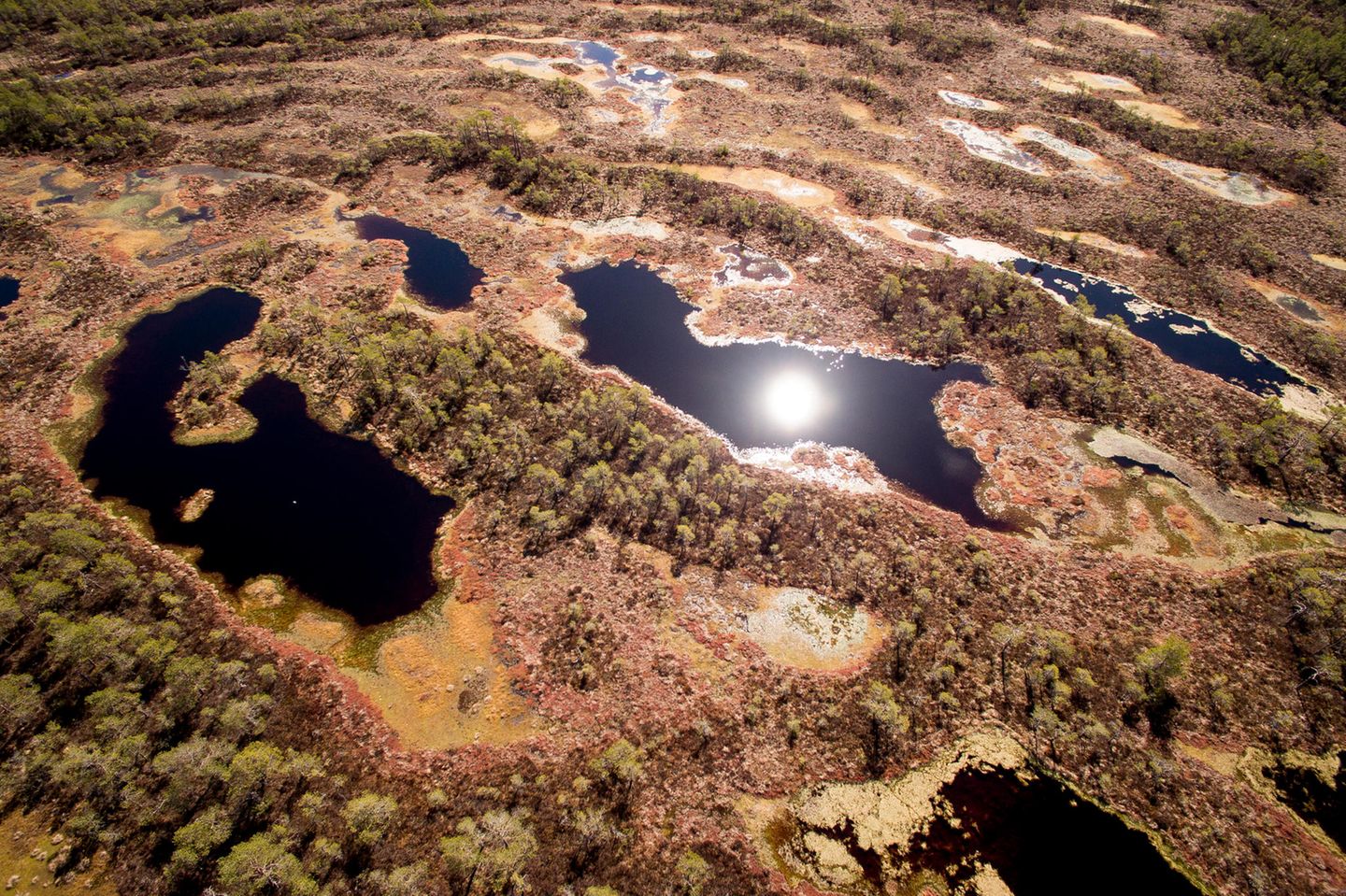 Heimat des Schreiadlers: Munasuo im Nationalpark Valkmusa in Finnland Blick aus der Vogelperspektive auf die Weite der Moorlandschaft.