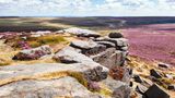Der Blick führt von einem Felsvorsprung hinab auch die lila und grün erblühten Weiten des Peak District National Parks.