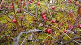 Moosbeerenstrauch im saftigen Moos