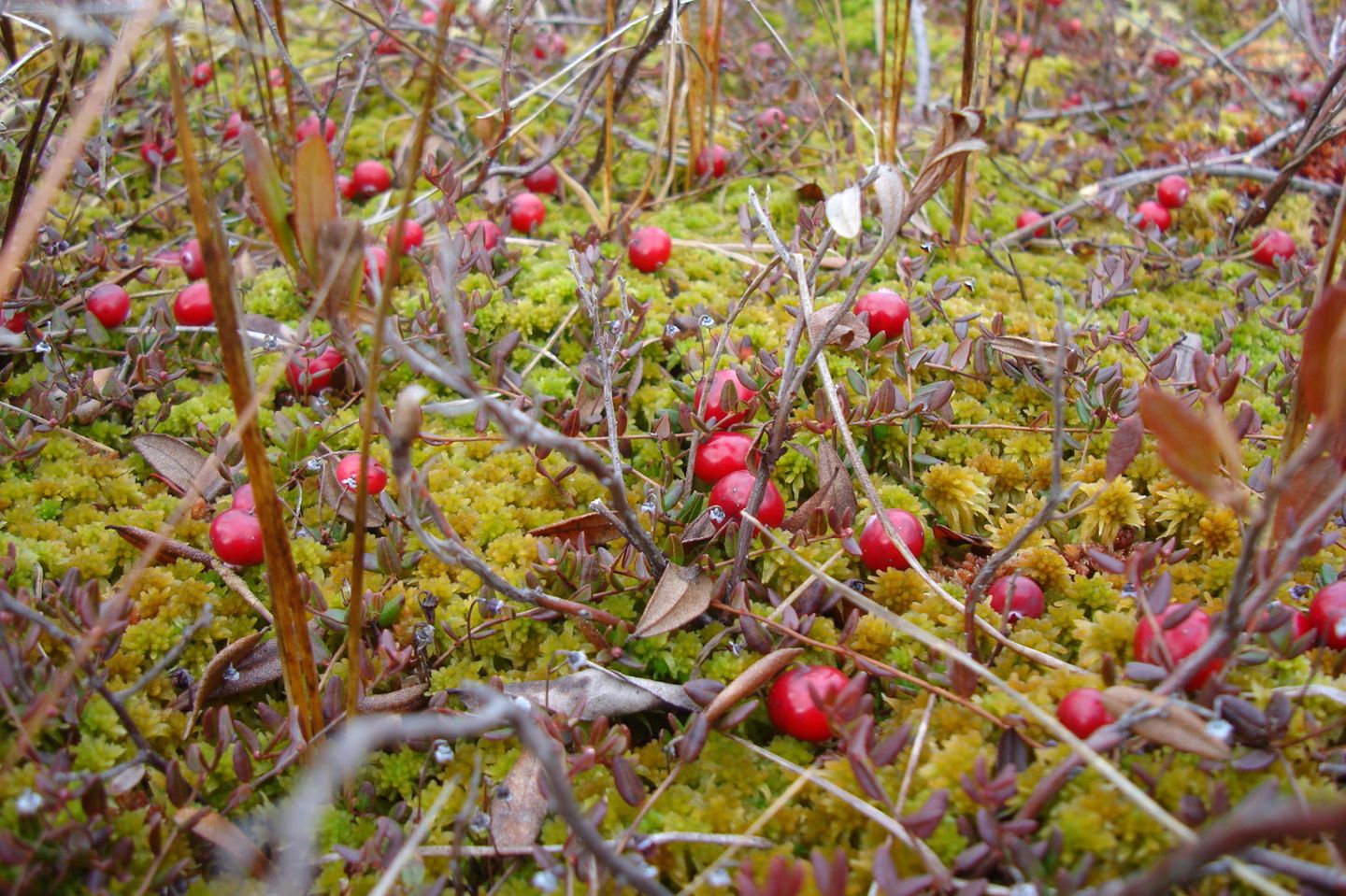 Von Legenden beflügelt: Hochmoor Marimetsa in Estland Moosbeerenstrauch im saftigen Moos