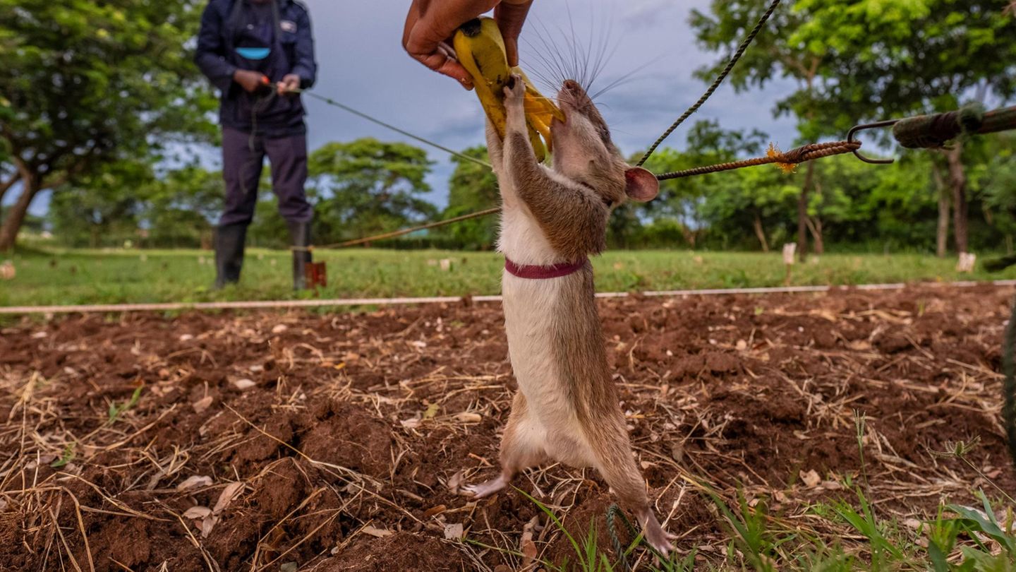 Katastrophenhelfer-Die-besseren-Hunde-Hamsterratten-erschn-ffeln-Versch-ttete-und-Krankheiten