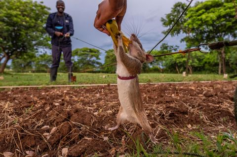 Afrikanische Riesenratte beißt in Banane